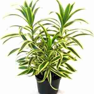 Dracaena Reflexa Song Of India