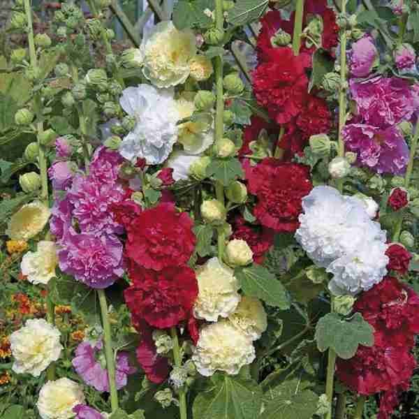 Hollyhocks DBL Dwarf Seeds