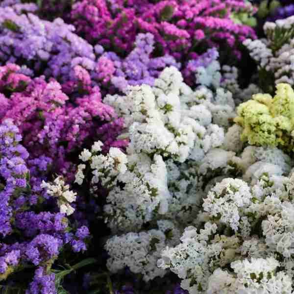 Limonium Pacific Mix (Statice) Seeds