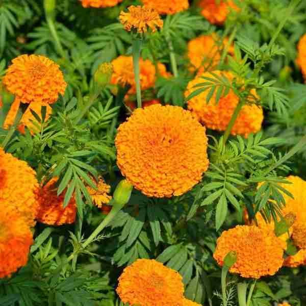Marigold African Hawaii Orange Seeds
