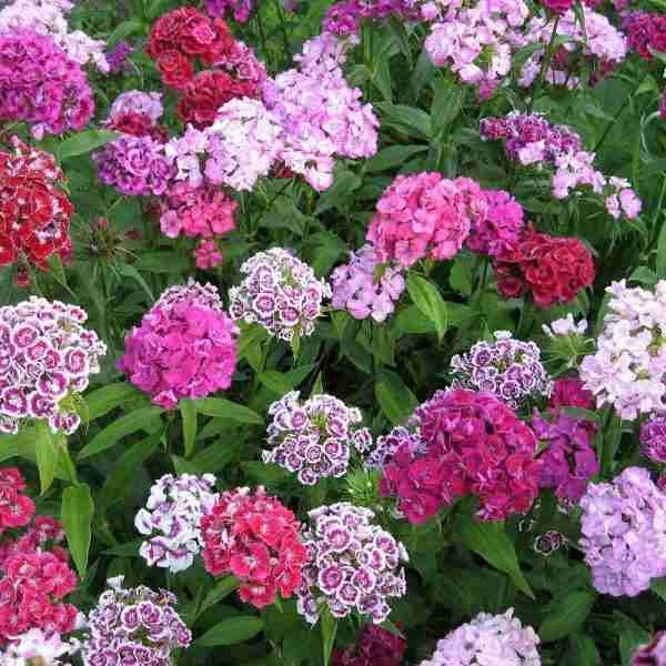 Dianthus Sweet Williams Mix Seeds