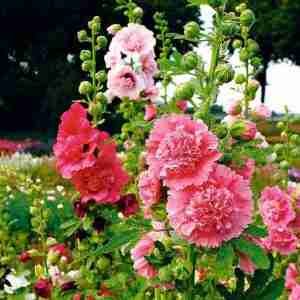 Hollyhocks DBL Dwarf Seeds