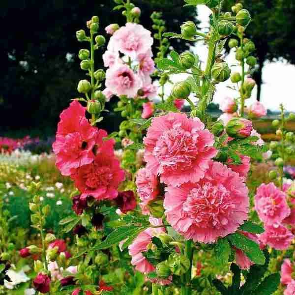 Hollyhocks DBL Dwarf Seeds