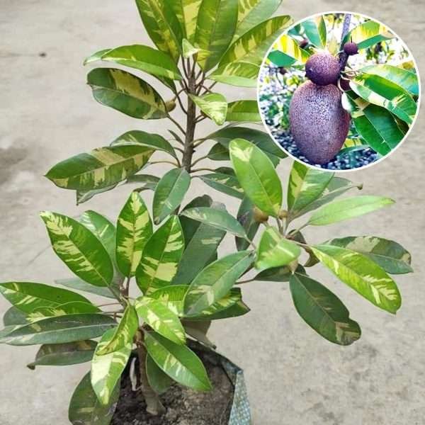 Variegated Chikoo Sapodilla Grafted Plant