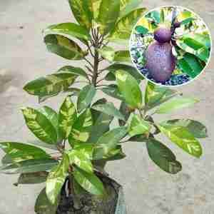 Variegated Chikoo Sapodilla Grafted Plant