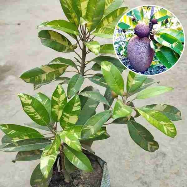 Variegated Chikoo Sapodilla Grafted Plant