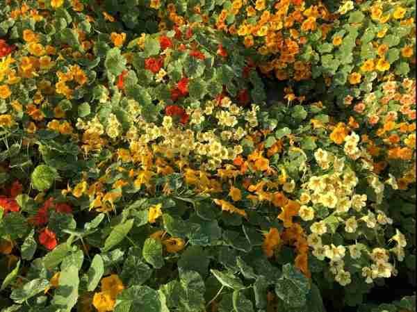 Nasturtium Mix Seeds