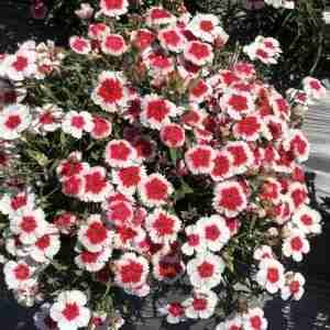 Dianthus Baby Doll Mix seeds