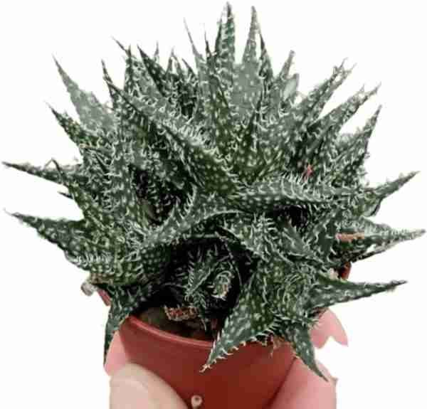 Aloe Hybrid Descoingsii X Hawarthioides