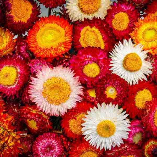 Helichrysum Song Mix Strawflower Seeds