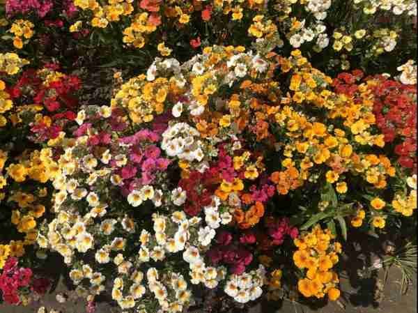 Namesia Carnival Mix Seeds