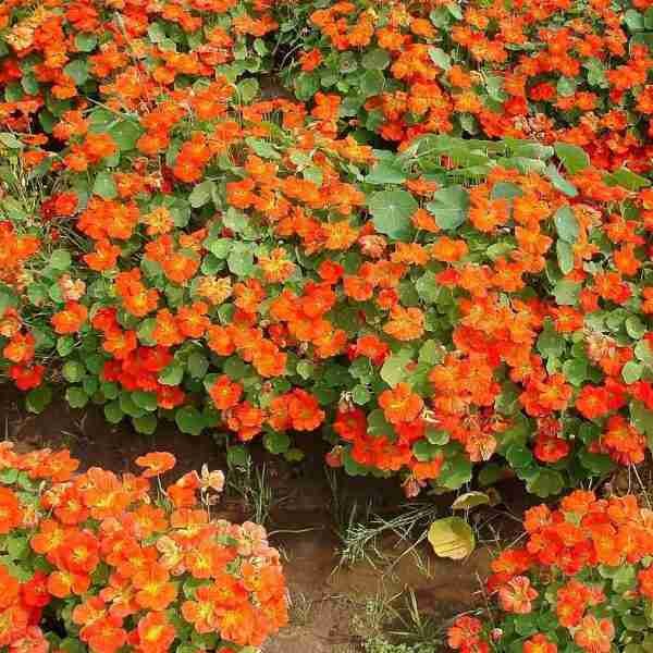 Nasturtium Mix Seeds