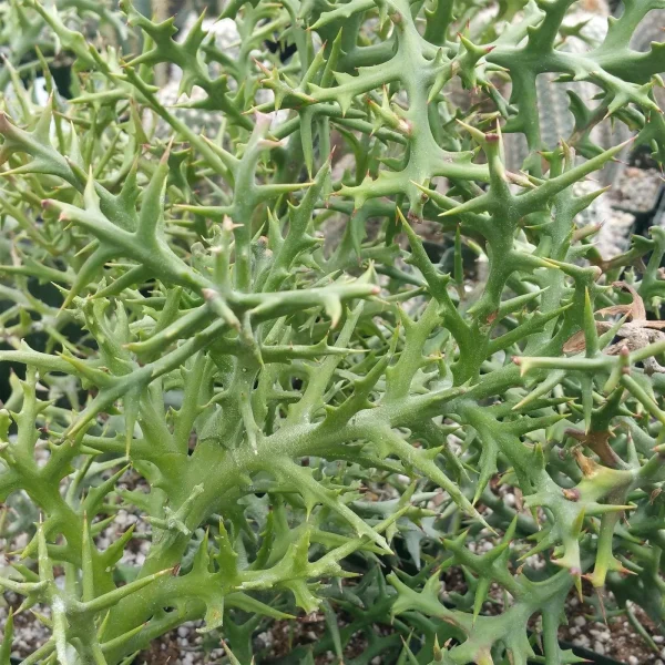 Euphorbia Stenoclada