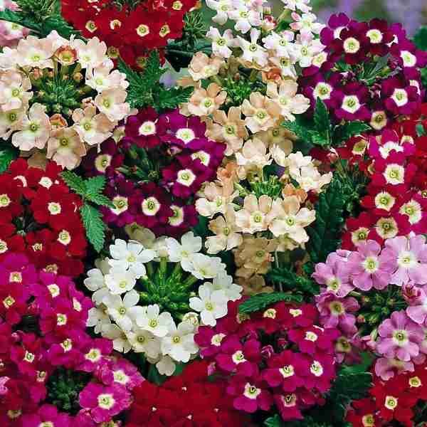 Mesembryanthemum Mix seeds