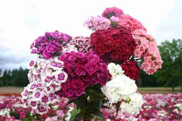 Dianthus Sweet Williams Mix Seeds