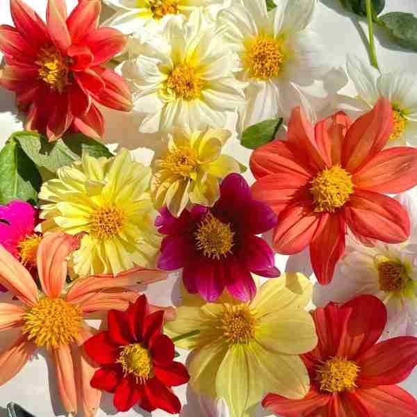 Dahlia Top Star Beauty Mix Seeds