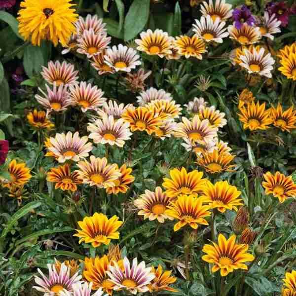Gazania Sunshine Hybrids Mix Seeds