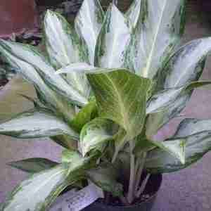 Aglaonema Ernesto Hybrid