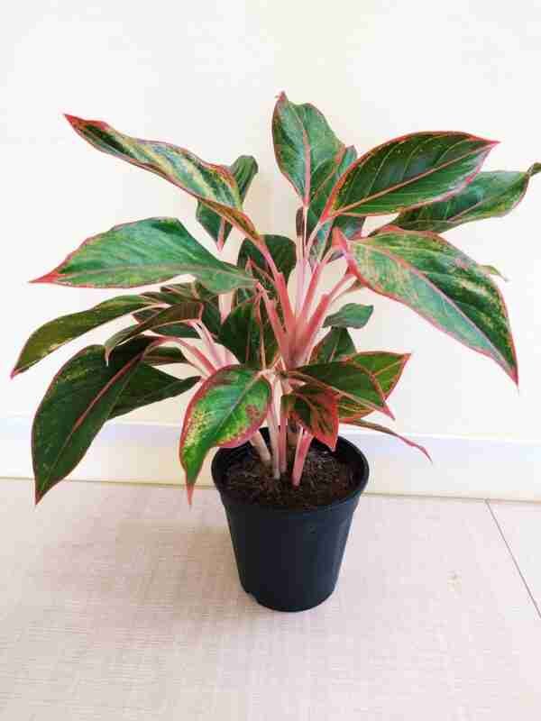 Aglaonema Lipstick