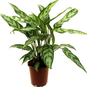 Aglaonema Malay Beauty