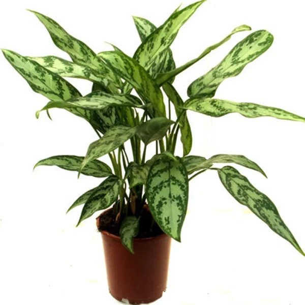 Aglaonema Malay Beauty