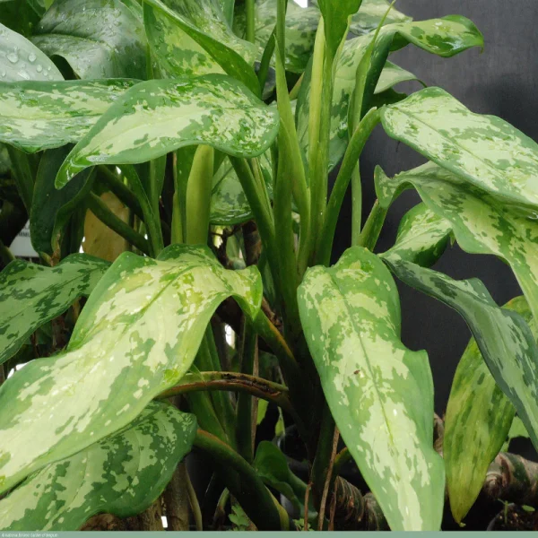 Aglaonema Malay Beauty