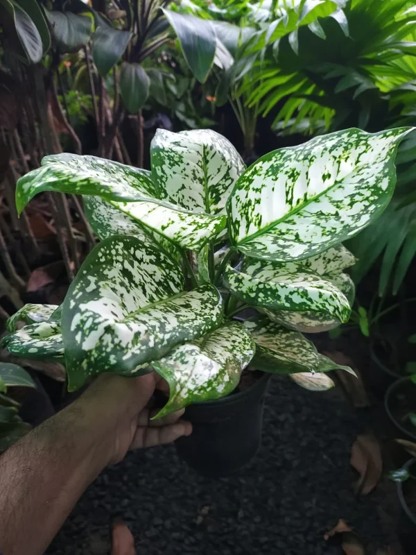 Aglaonema Snow White