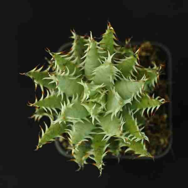 Aloe melanacantha var. erinacea
