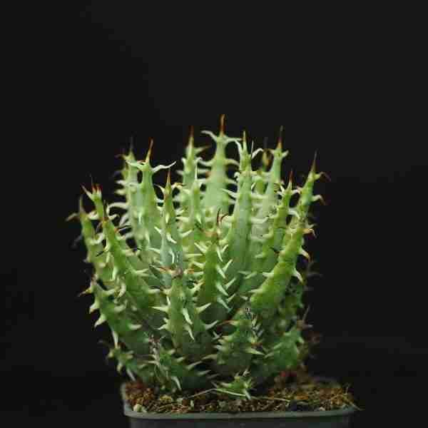Aloe melanacantha var. erinacea