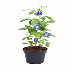 Aparajita Shankupushpam | Blue Butterfly Pea Plant