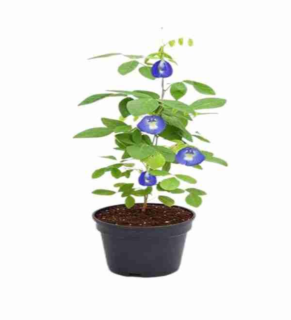Aparajita Shankupushpam | Blue Butterfly Pea Plant
