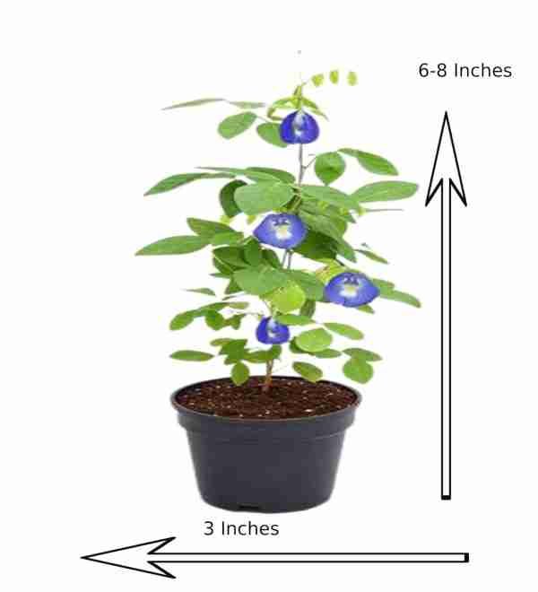 Aparajita Shankupushpam | Blue Butterfly Pea Plant
