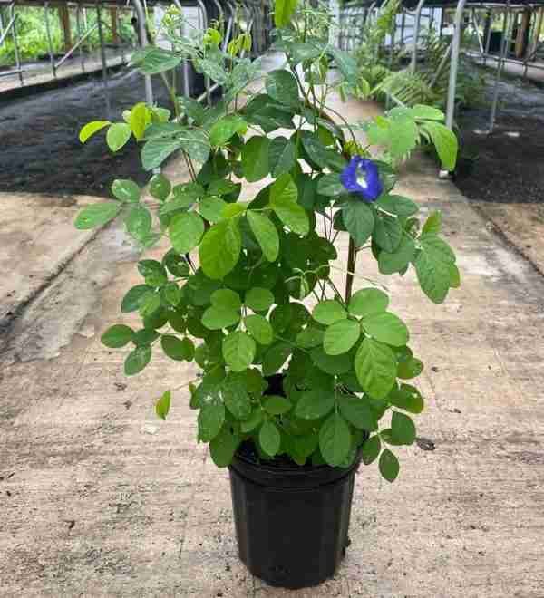 Aparajita Shankupushpam | Blue Butterfly Pea Plant