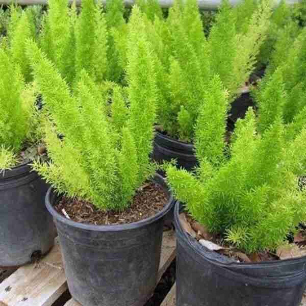 Fox Tail Asparagus/Asparagus Meyeri