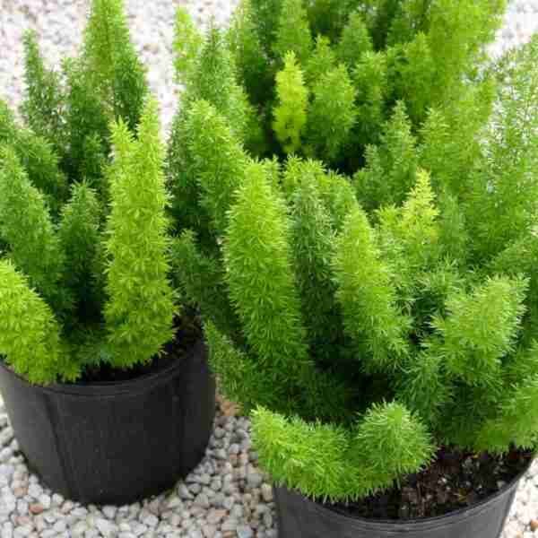 Fox Tail Asparagus/Asparagus Meyeri