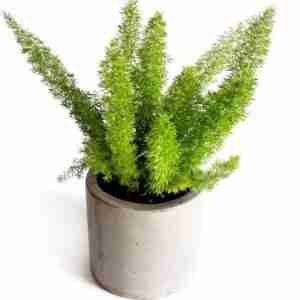 Fox Tail Asparagus aka Asparagus Meyeri