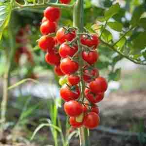 Cherry Tomato's Fresh Seeds