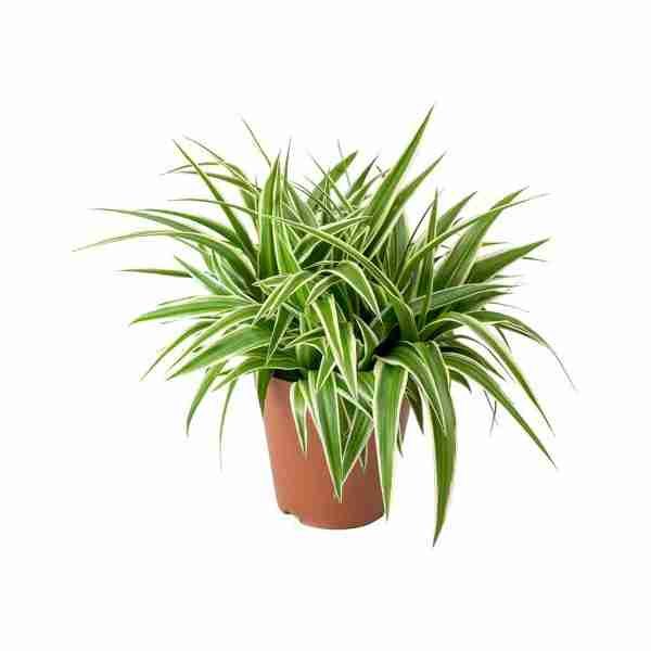 Chlorophytum comosum aka Spider Plant