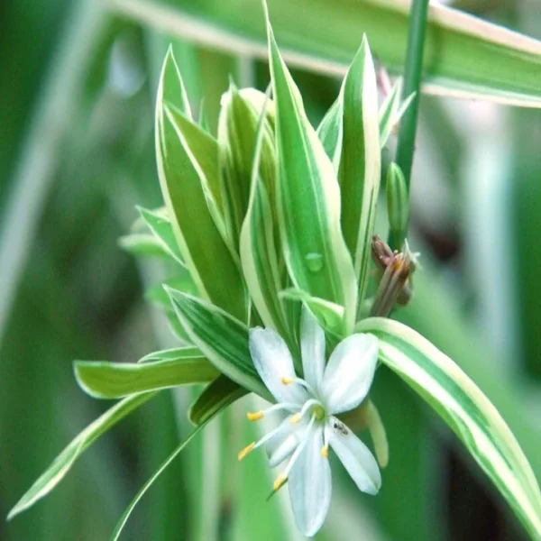 Chlorophytum comosum aka Spider Plant