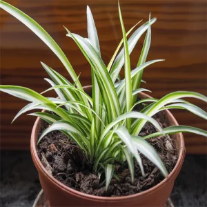 Chlorophytum comosum aka Spider Plant