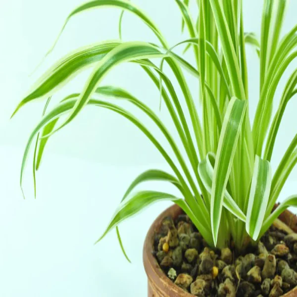 Chlorophytum comosum aka Spider Plant