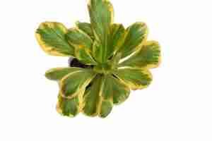 Euphorbia Poissonii variegated on Graft
