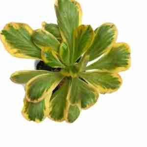 Euphorbia Poissonii variegated on Graft