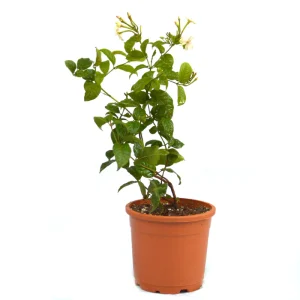 Madhumalti Creeper Aka Rangoon Creeper