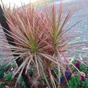 Dracaena marginata tricolor