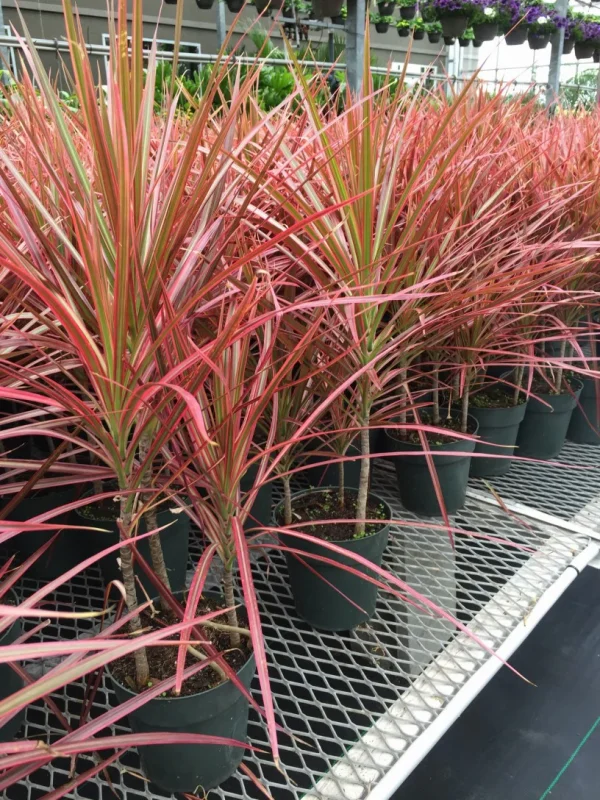 Dracaena marginata tricolor