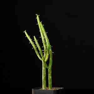 Euphorbia leucodendron variegated