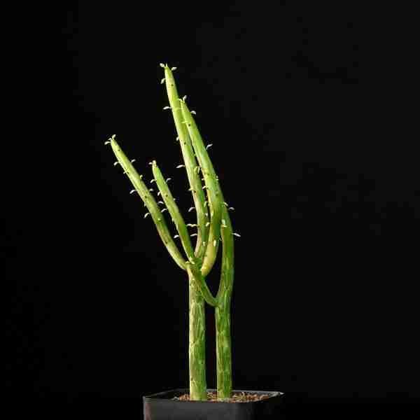 Euphorbia leucodendron variegated