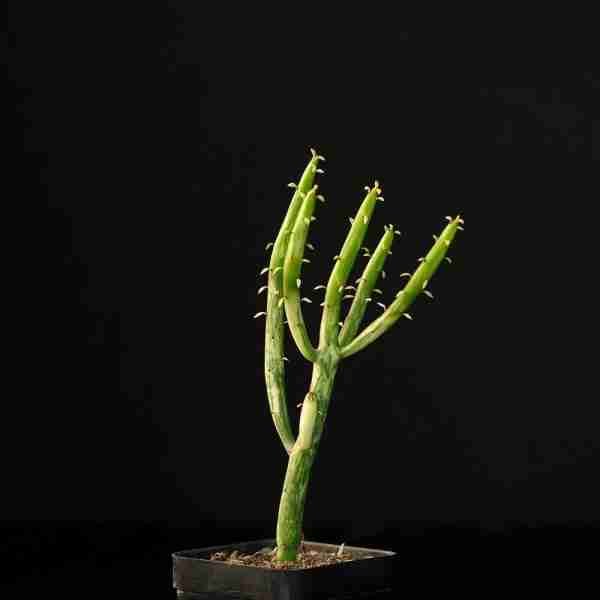 Euphorbia leucodendron variegated