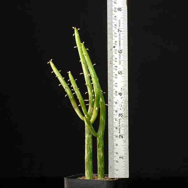 Euphorbia leucodendron variegated